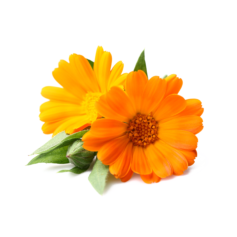 Calendula